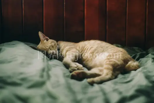 橘猫舒适入睡温馨氛围
