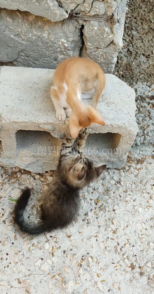 小猫嬉戏空心砖旁