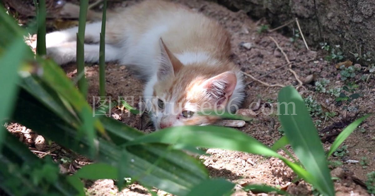 小猫地面悠闲休息