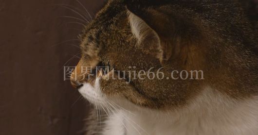 虎斑猫咪写真集锦