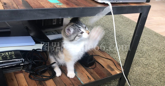 活泼可爱小猫萌态十足