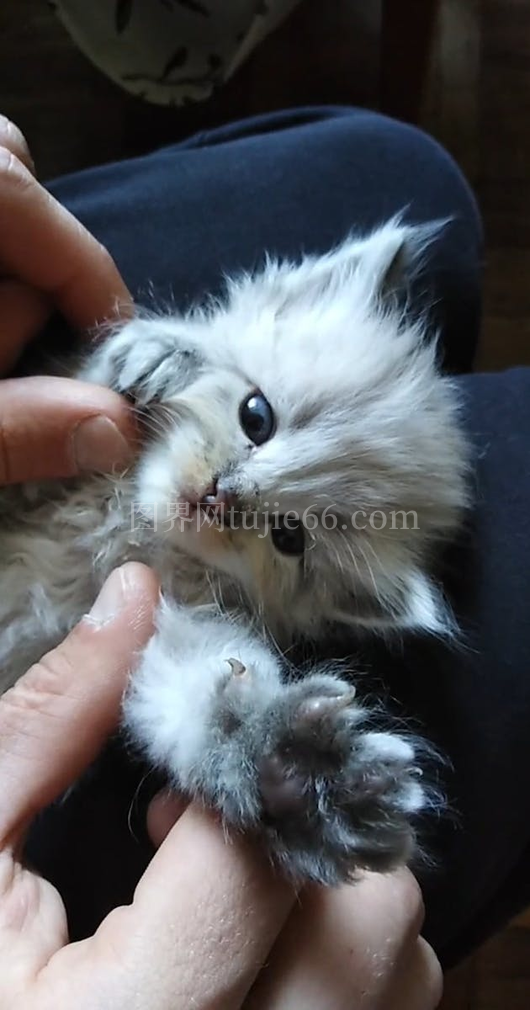 小猫悠闲躺腿上人怀中