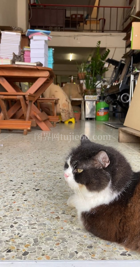 小猫购物休闲时光