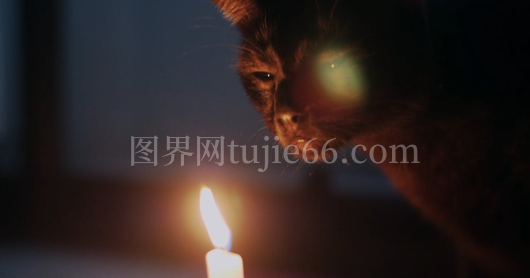 小猫好奇观蜡烛燃烧