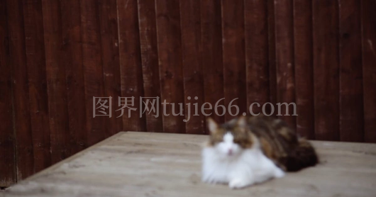 橘猫木板上悠闲生活