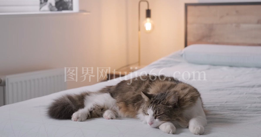 橘猫床上慵懒睡姿