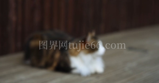 橘猫木面休憩图