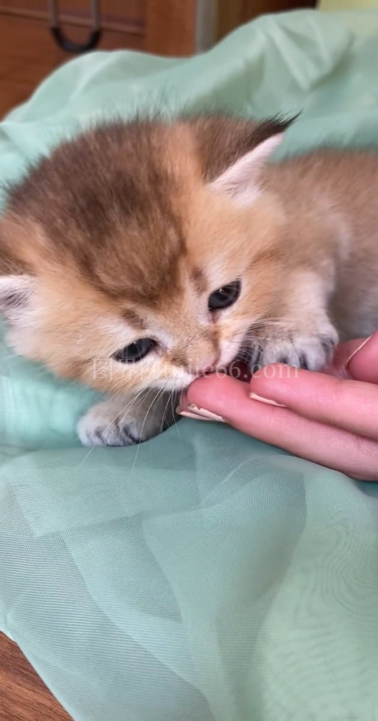 小猫影片片段呈现可爱瞬间
