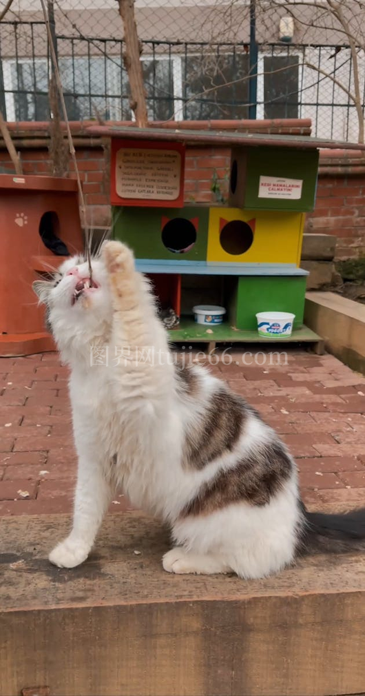 猫咪嬉戏展现和谐人宠时光