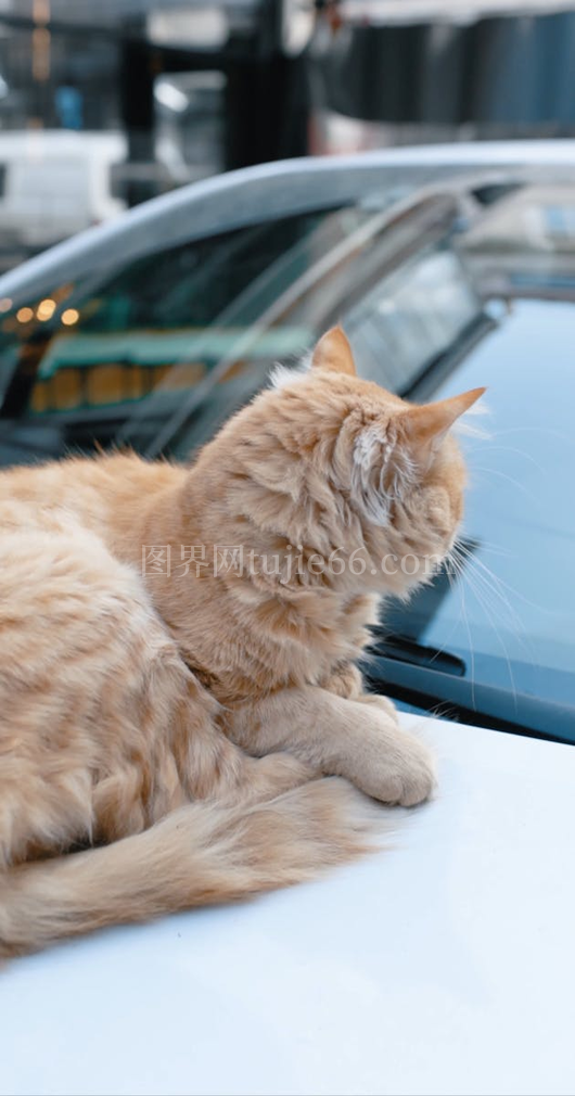 橘猫安静卧白车盖