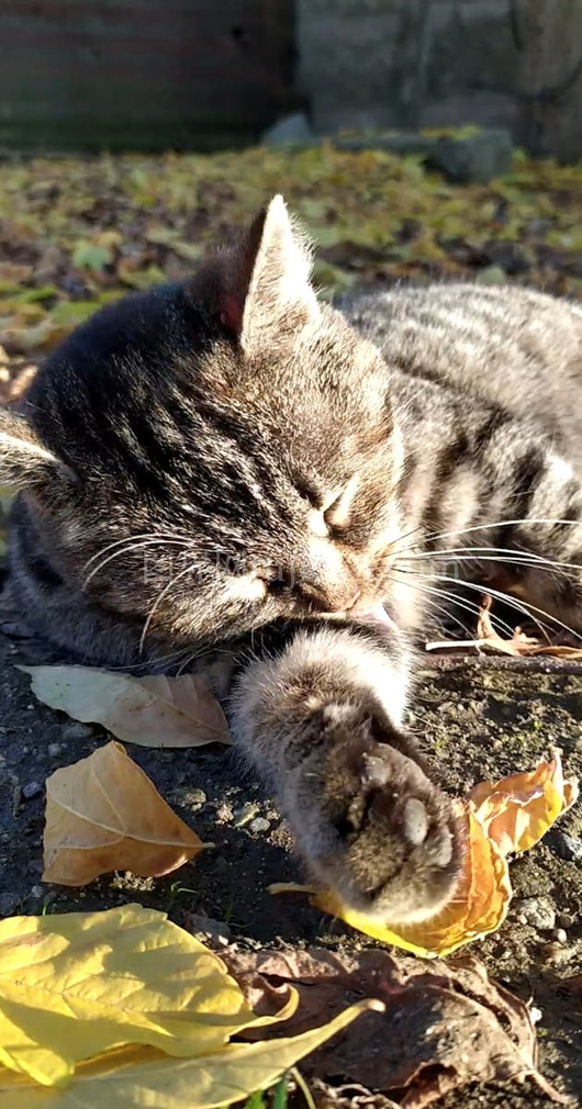 橘猫地面梳理毛发