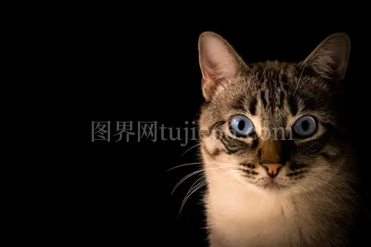 虎斑猫特写照片呈现其可爱面容
