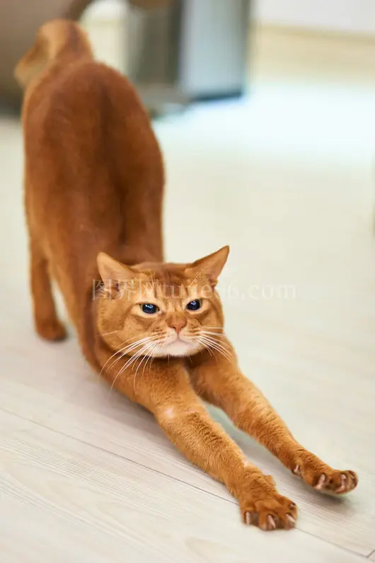 橘猫白面伸展姿