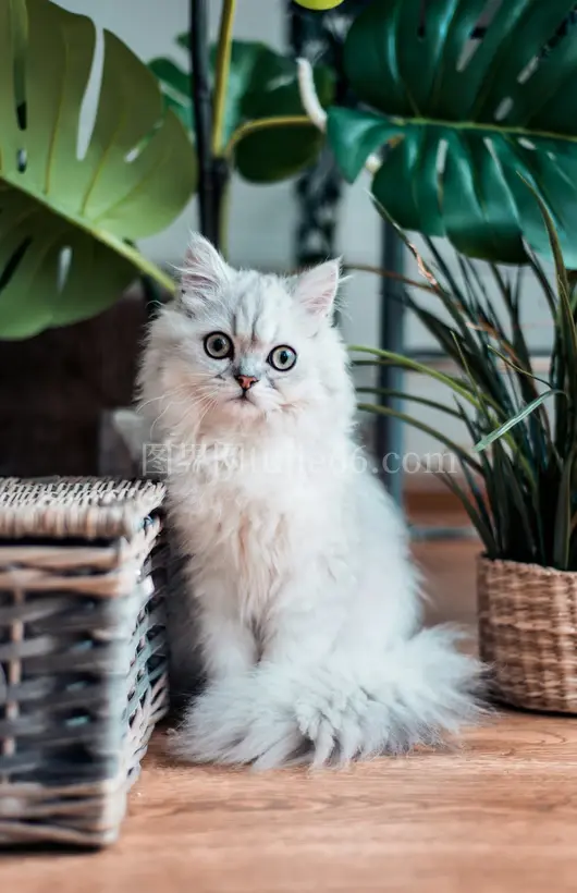 白色波斯猫棕色木面静坐