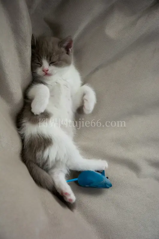 白灰小猫卧灰色织物