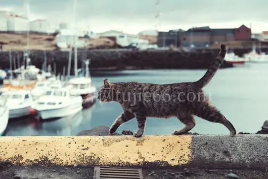 橘猫窗台悠闲视角