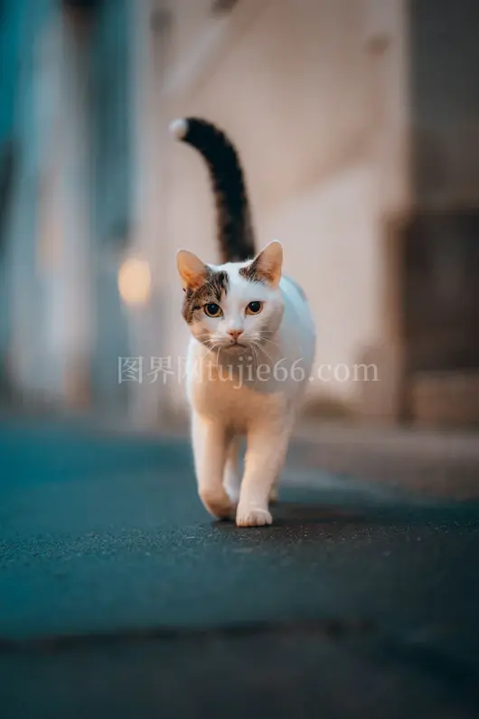 蓝地板上白棕猫共舞