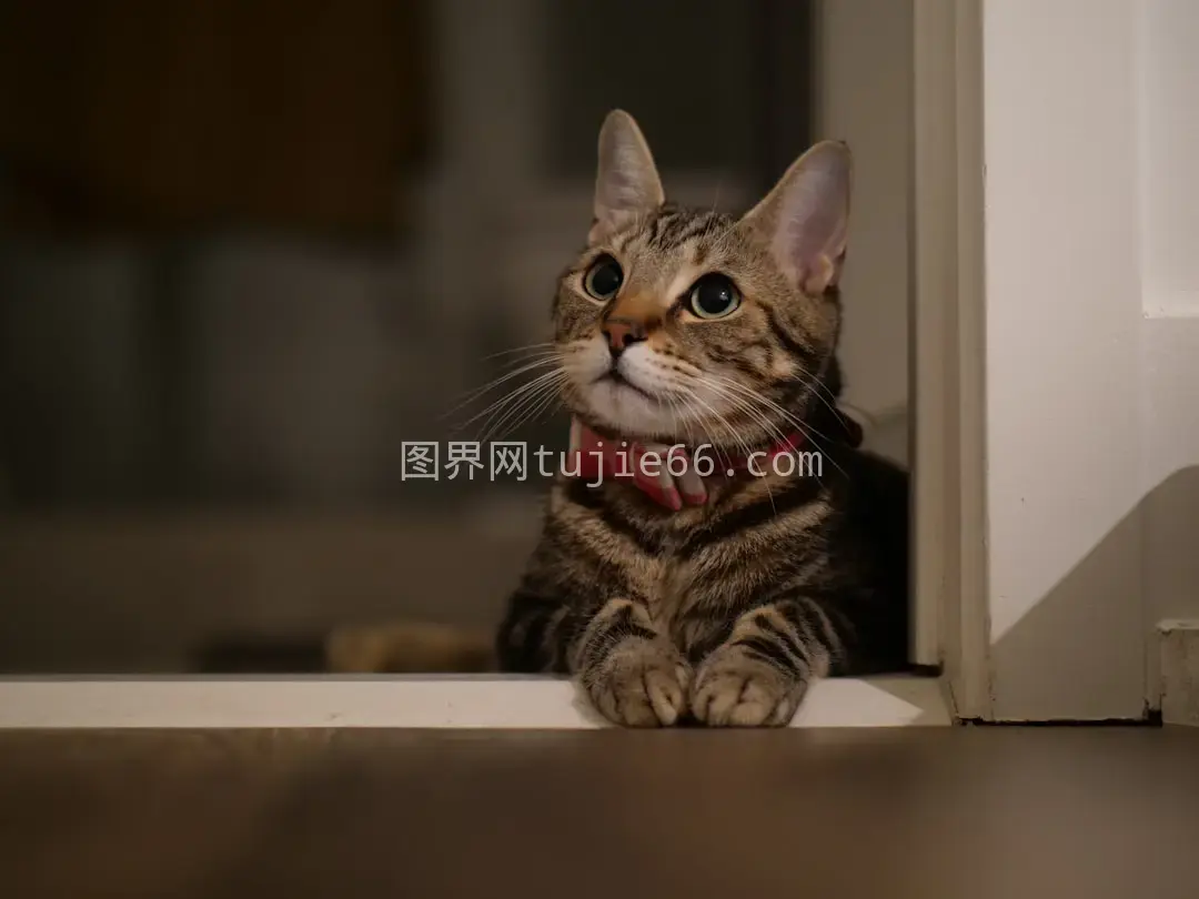 棕色虎斑猫木桌静坐图图片