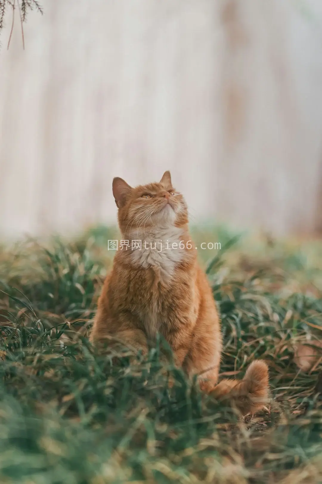 橘色虎斑猫绿草白天图图片