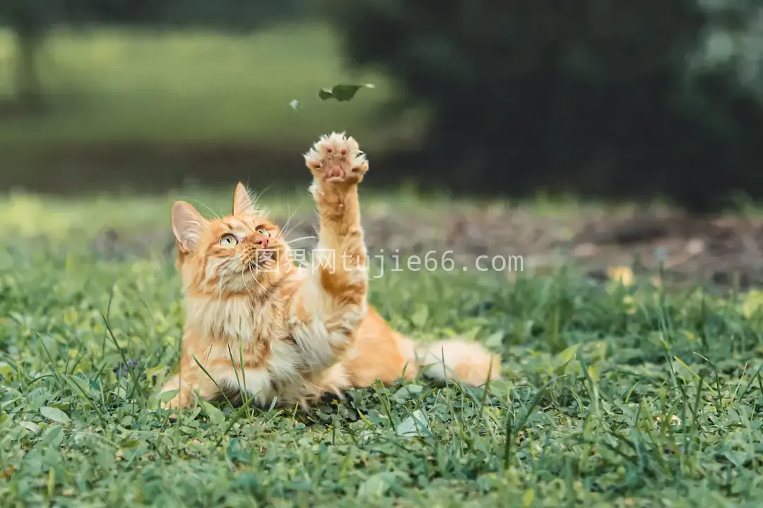 橘猫绿草间慵懒午睡图片