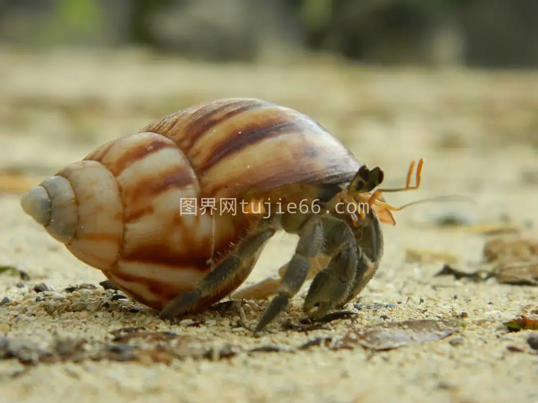 沙滩黑白蜗牛白昼景致图片