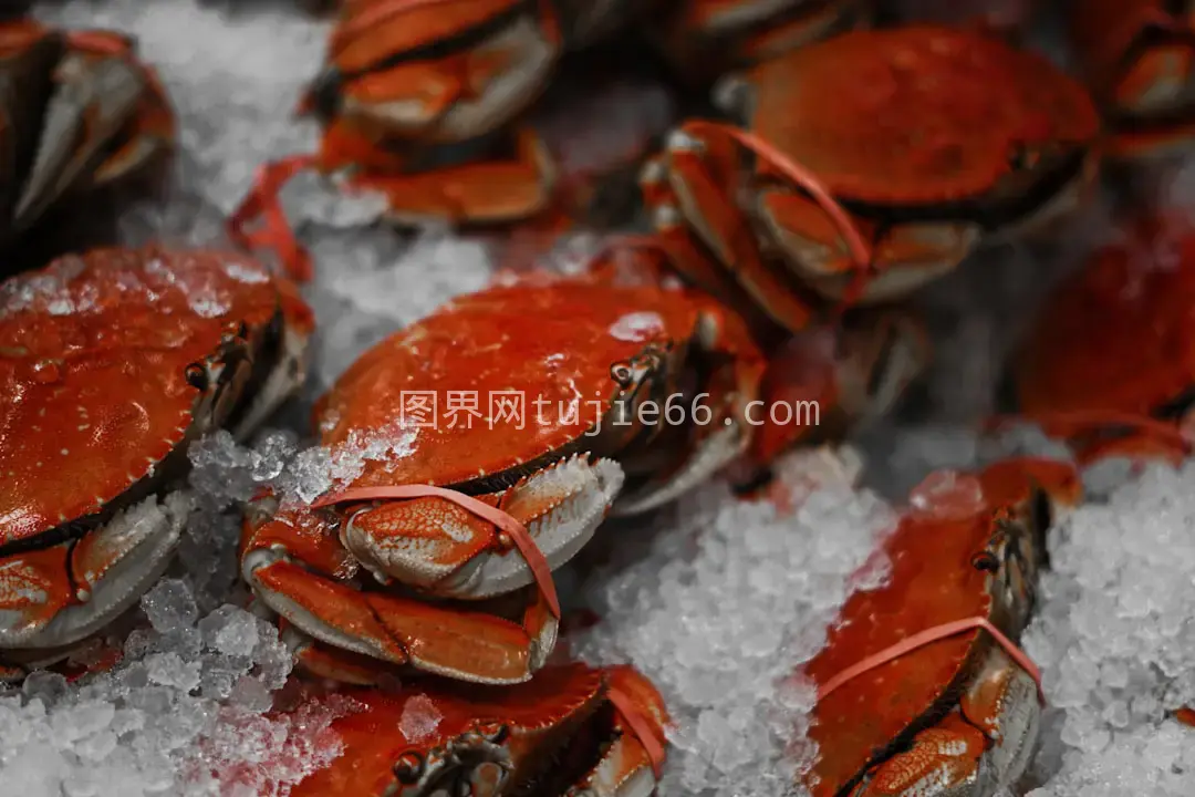 橙蟹海洋生物特写图片