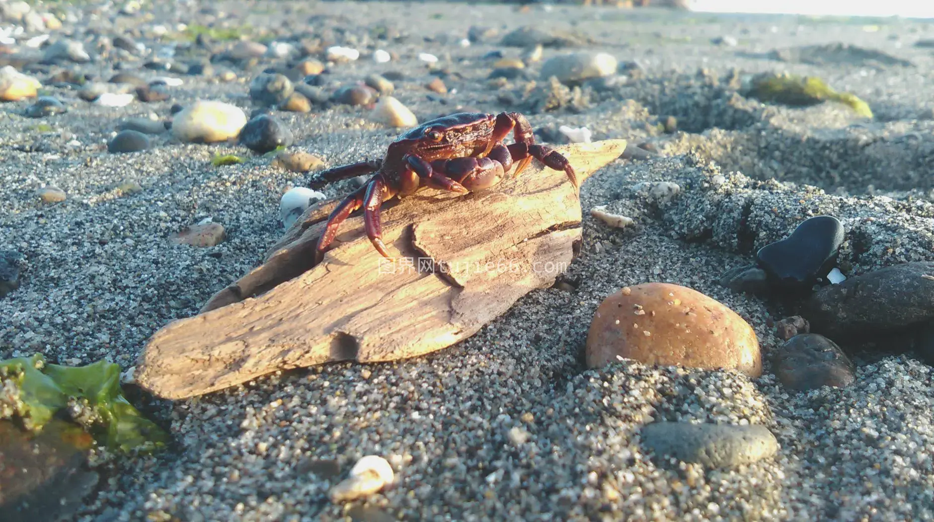 海边螃蟹岩石沙滩特写图片