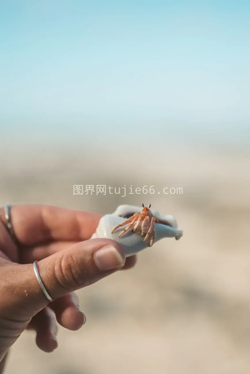 海滩寄居蟹壳特写图片