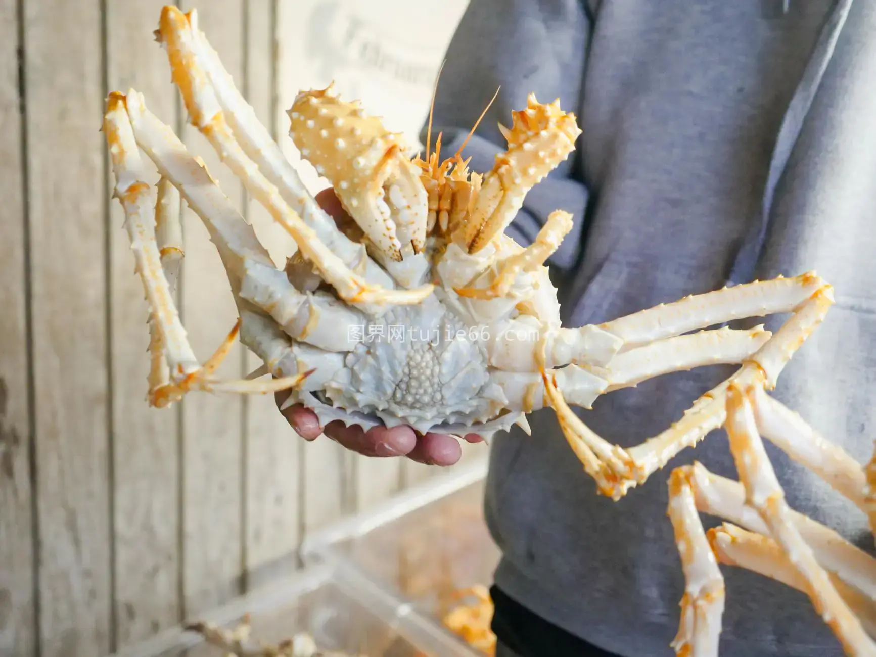 大王蟹海鲜市场烹饪海洋图片