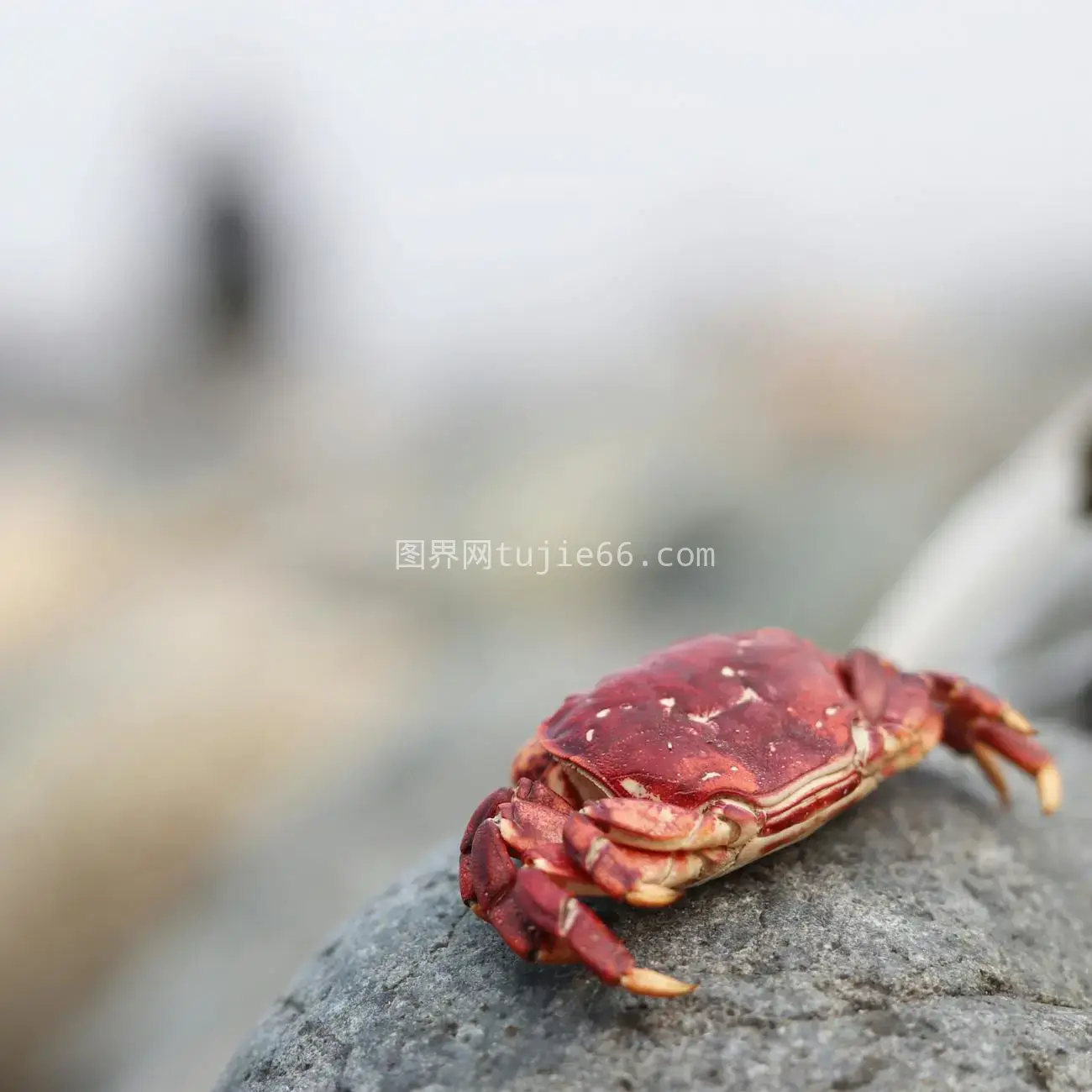 特写红色螃蟹灰色岩石模糊背景图片