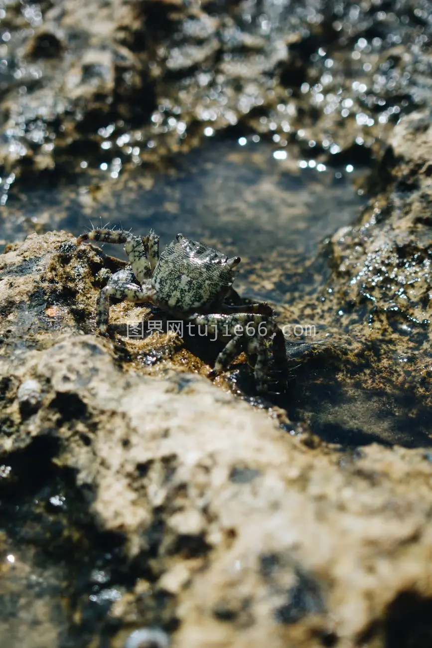 螃蟹岩石特写海洋生物图片