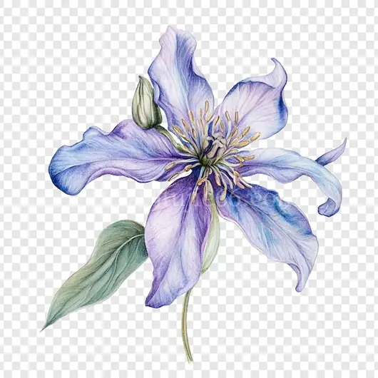 水彩风铃草花卉插画艺术作品