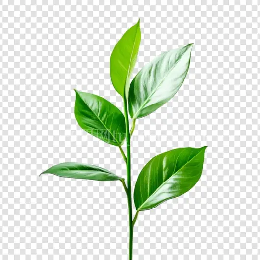 绿植嫩枝自然之美