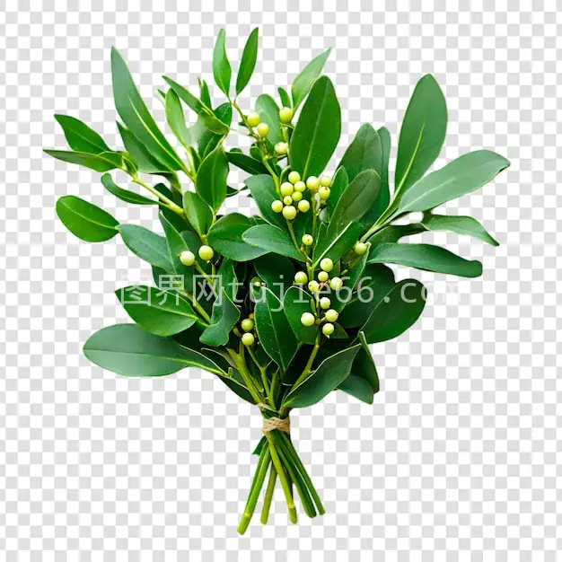 透明背景绿叶树干绿浆果