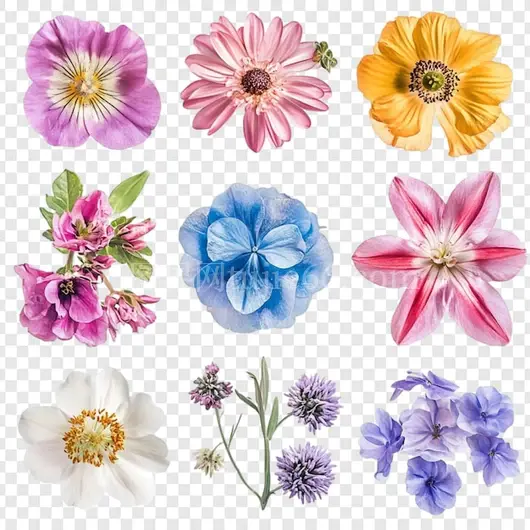 花卉系列九种独特惊艳