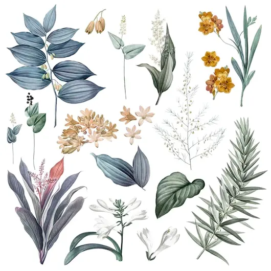 花卉植物插图集锦