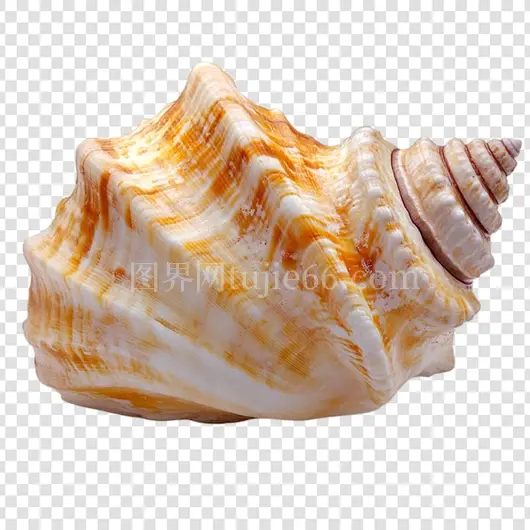 橙色点缀透明背景细致贝壳美图