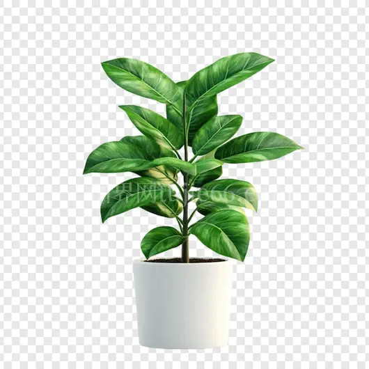 绿植榕树白盆家居装饰