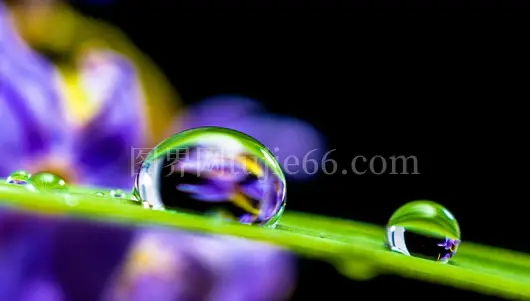 特写水珠花瓣映多彩