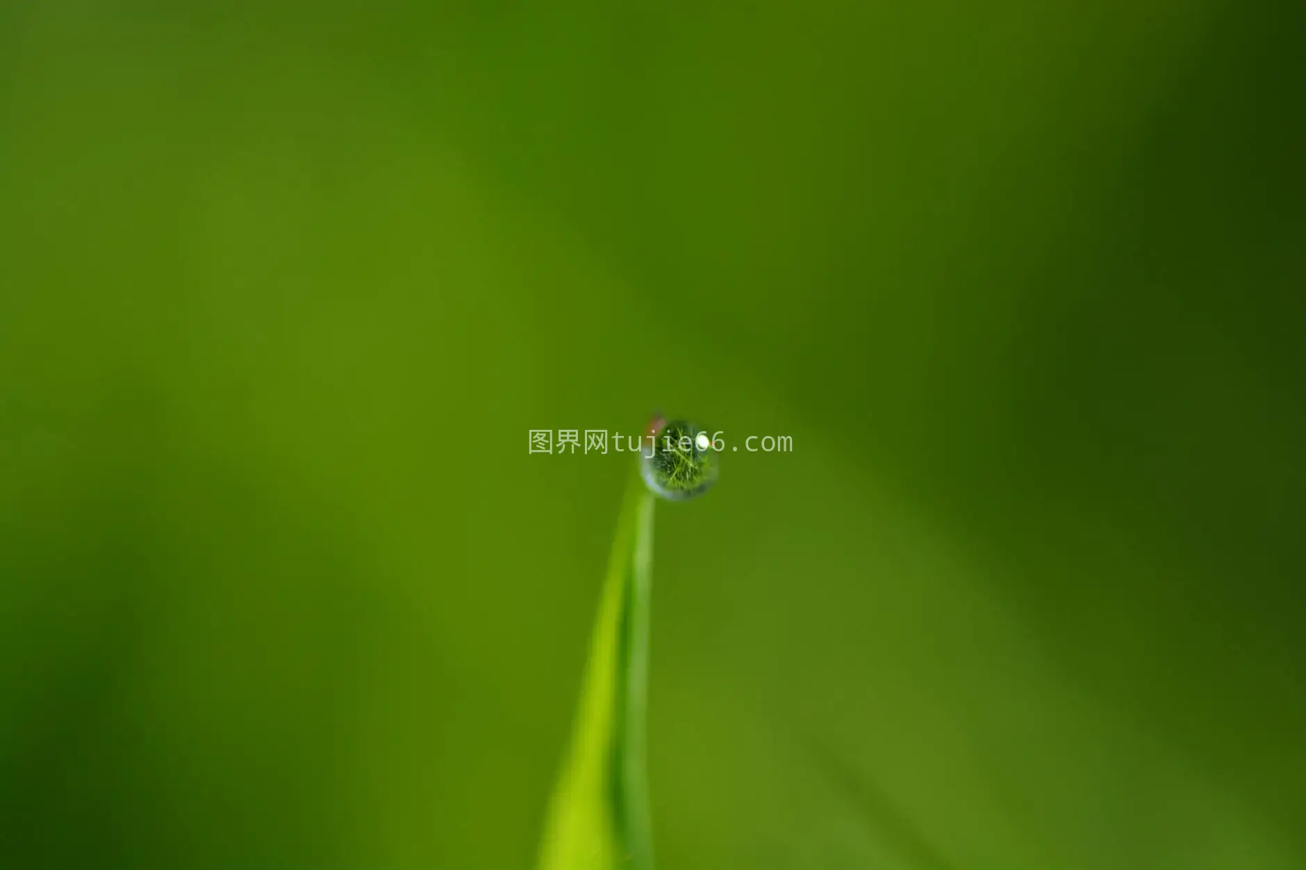 特写水滴草地模糊绿背景图片