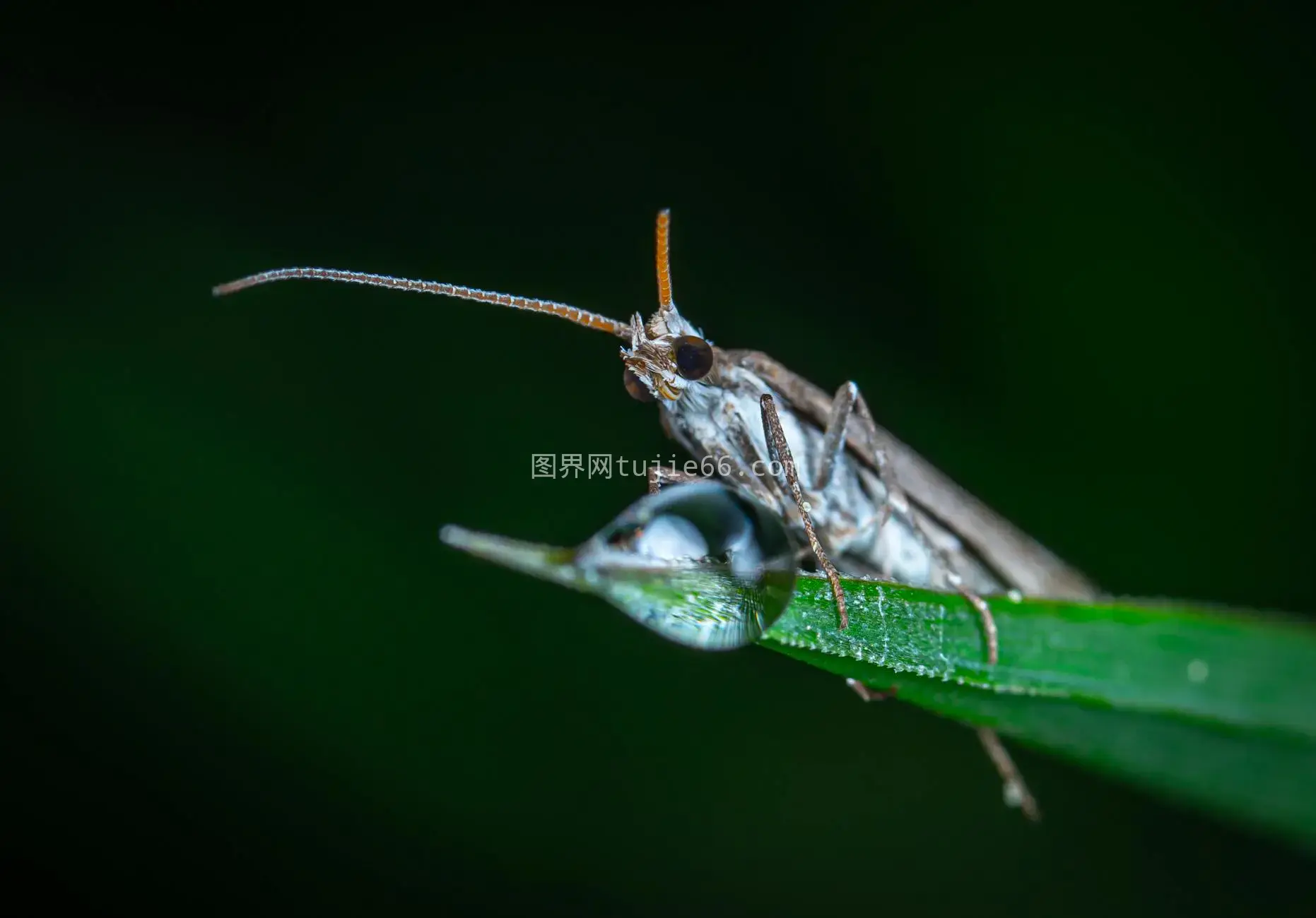 特写镜头蛾子水珠昆虫细节图片