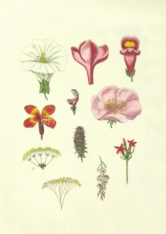 多彩花卉插画集锦