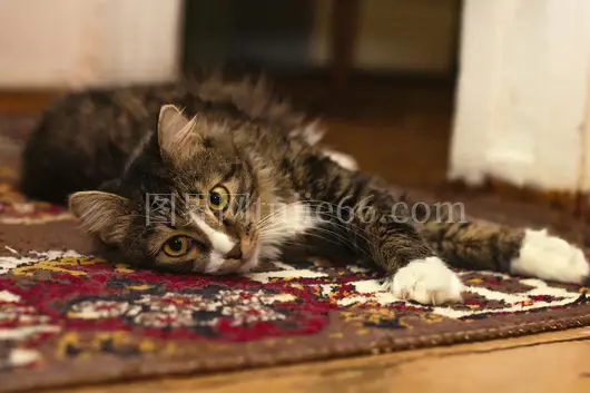 虎斑猫地毯温馨室内