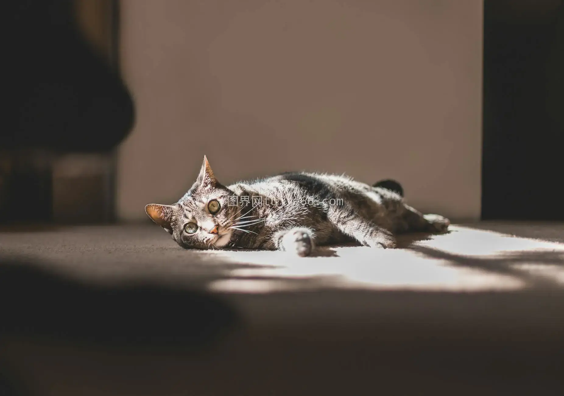 室内暖阳虎斑猫晒太阳图片