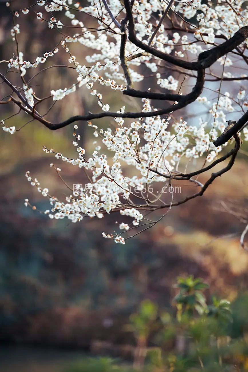 春初樱花盛开白色花朵景致图片