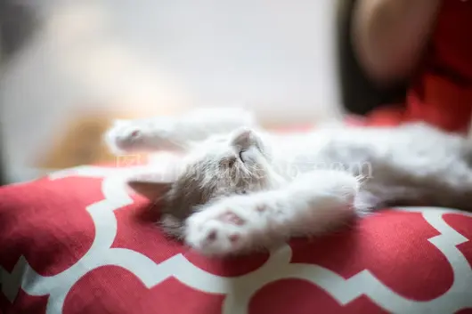 小猫躺红白四叶纹织物