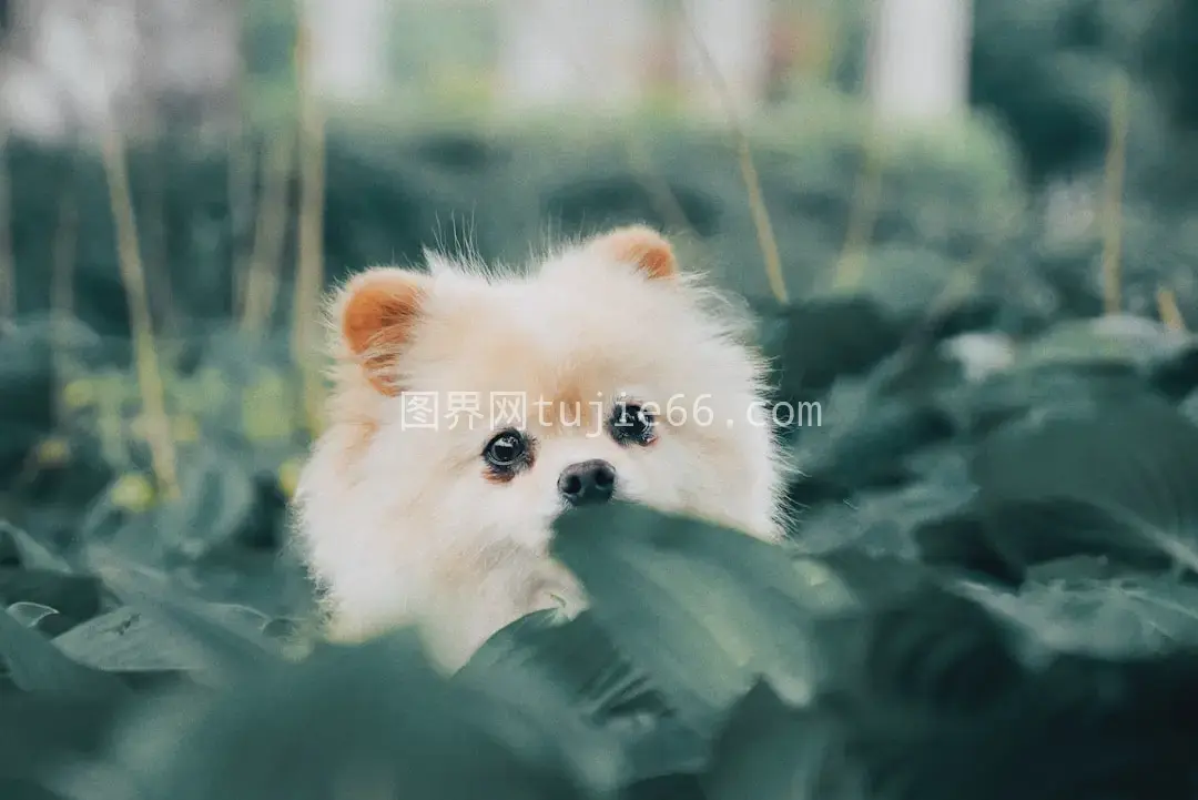 绿叶映衬下浅色短毛幼犬可爱瞬间图片