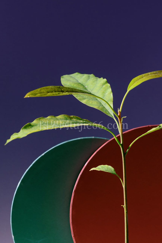 植物特写多彩背景工作室摄影