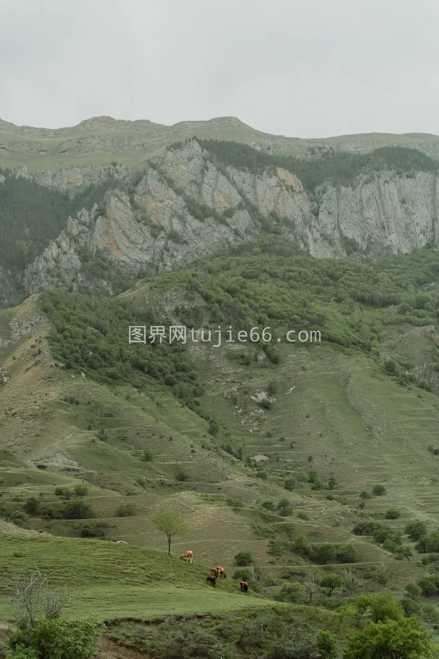 乡村山景牛群云天图片