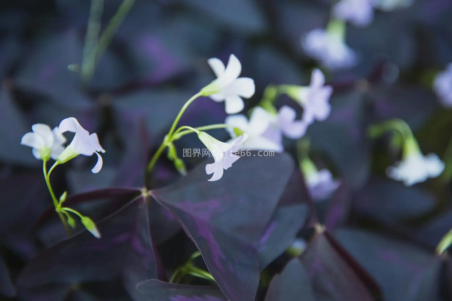 宁静特写白花紫叶图片